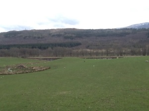 The brown dot is a deer, living happily with the sheep and lambs