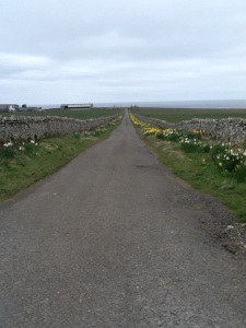 Not our road, but still daffodils in bloom