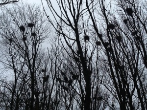 A parliament of crows, a real racket, and dozens of nests above