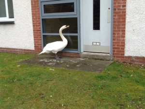 The first swan we saw